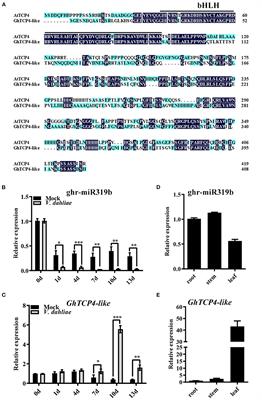 Cotton miR319b-Targeted TCP4-Like Enhances Plant Defense Against Verticillium dahliae by Activating GhICS1 Transcription Expression